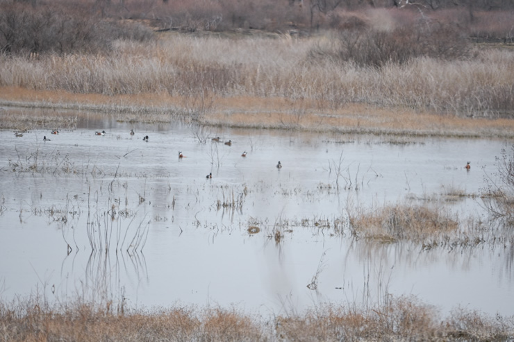 Great Salt Plains Wildlife Refuge