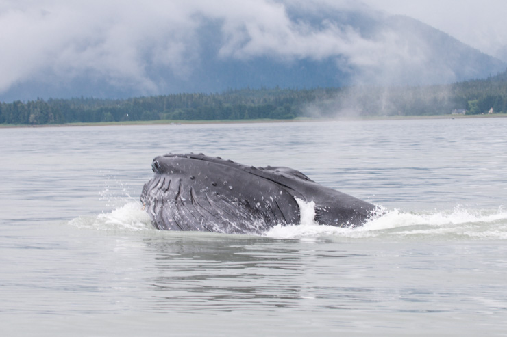 Whales in Juneau Alaska cruise port