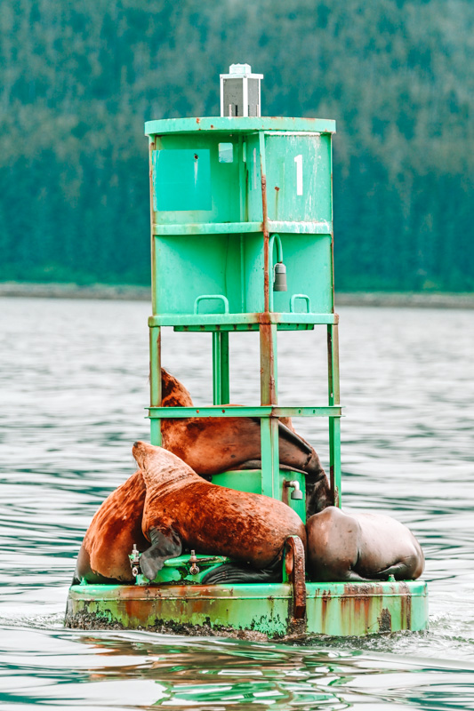 seals in Juneau