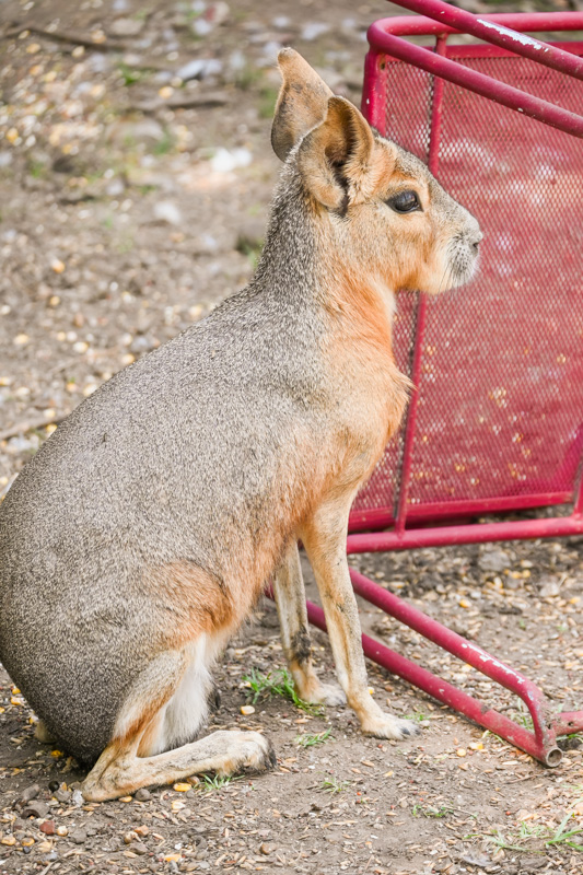 Hochatown petting Zoo  Things to Do in Hochatown OK