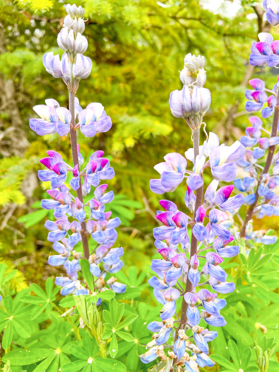 flowers at Mendenhall Glacier in Juneau