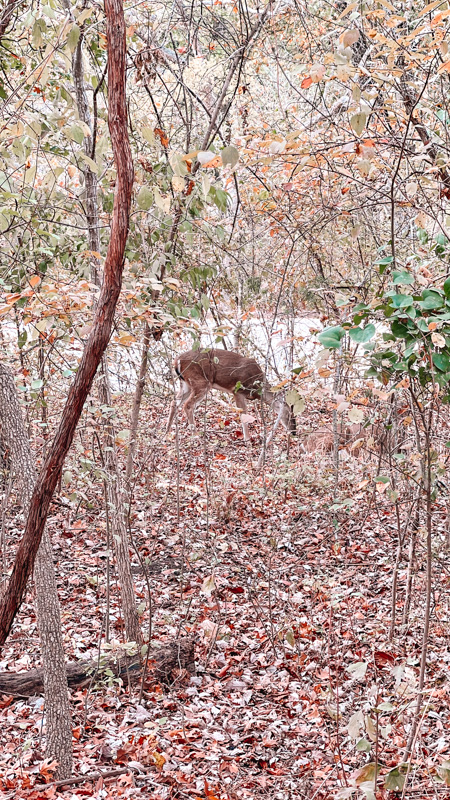 Chickasaw deer