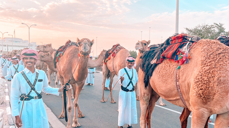 doha royal camels of qatar