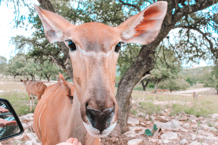 Natural Bridge Wildlife Ranch - Family Vacations in San Antonio