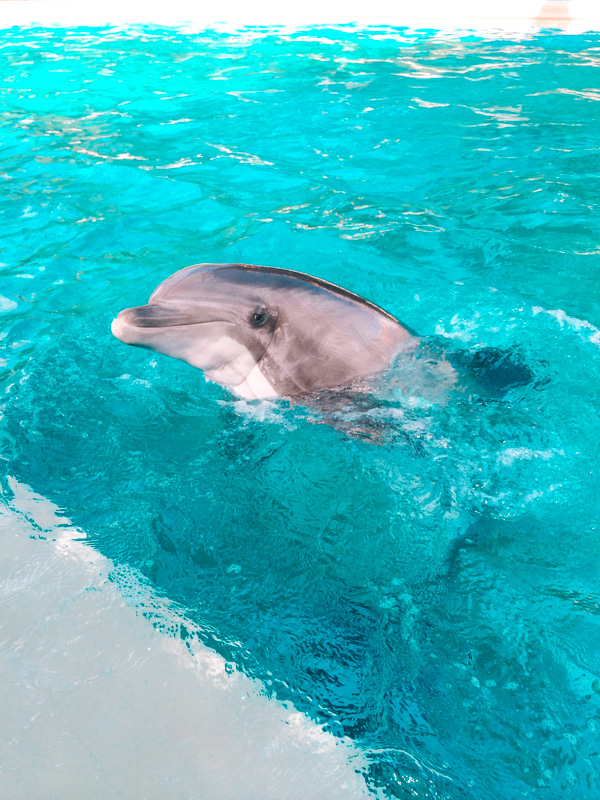 SeaWorld Dolphin - Family Vacations in San Antonio