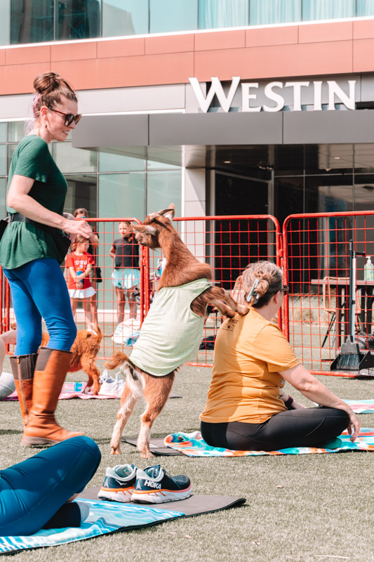 goat yoga