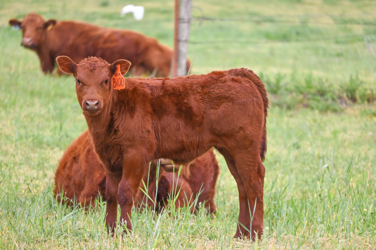 calf 3J Farms