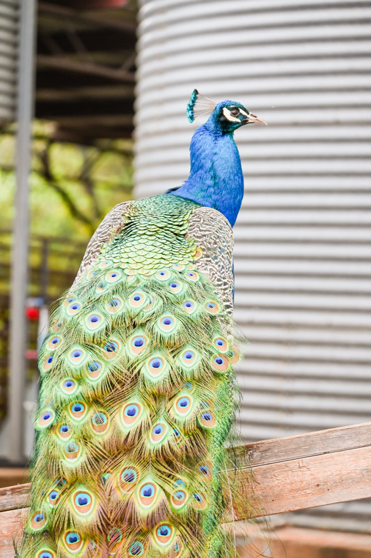 peacock - 3J Farms