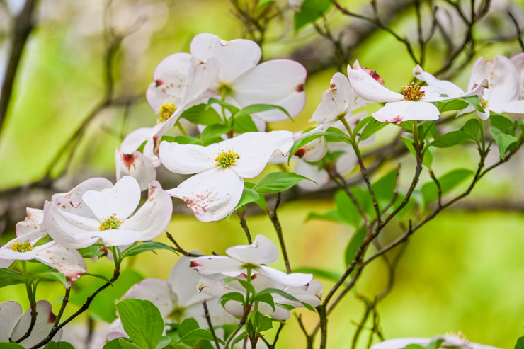 Boxerwood nature Center dogwood