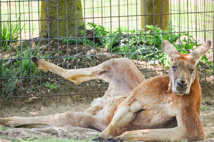 Virginia Safari Park Kangaroo - Things to do in Lexington Va