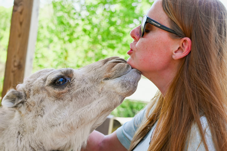 Virginia Safari Park camel kiss - Things to do in Lexington Va