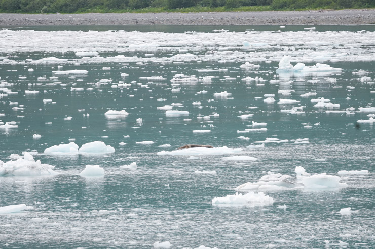  Westerdam Cruise Reviews - Glacier Bay