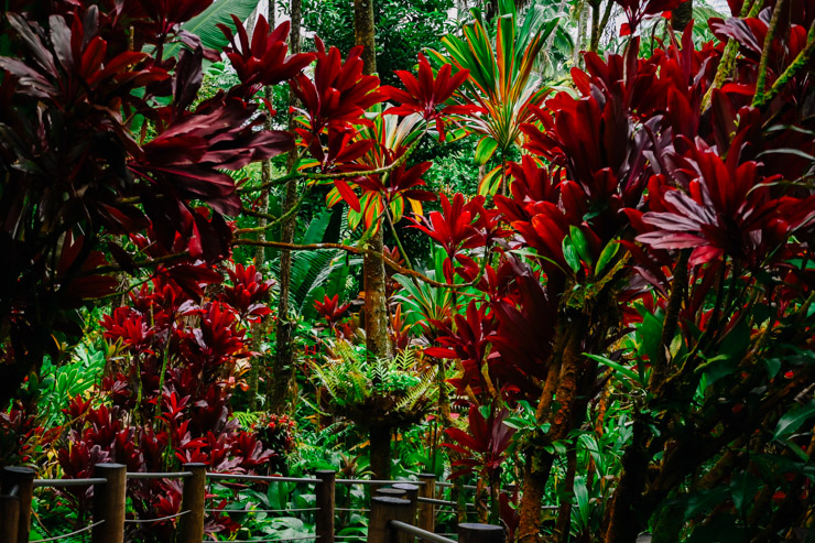Hawaii Biosvere Gardens-1