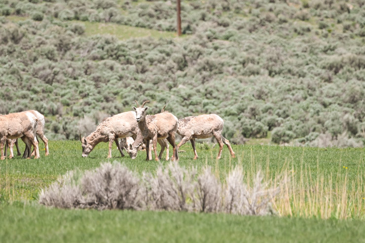 Big-horn sheep eating grass.