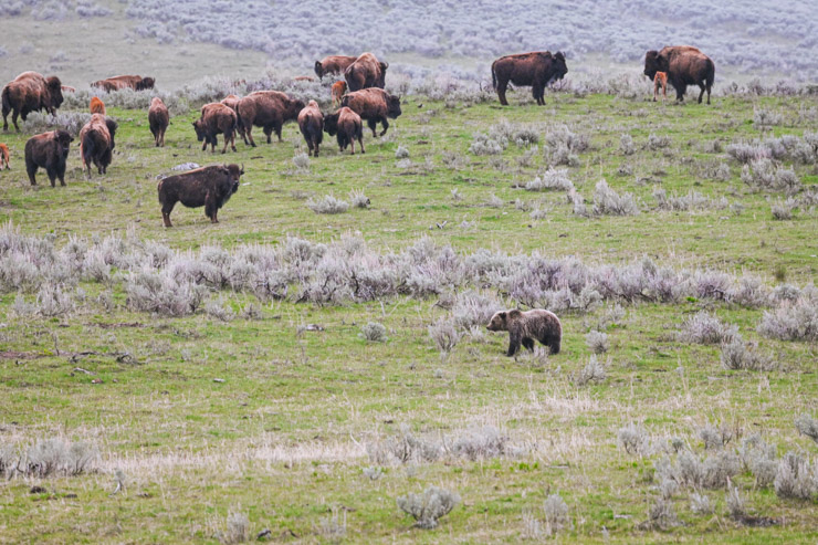 Wildlife in Lamar Valley. During trip Gardiner Montana to Yellowstone National Park