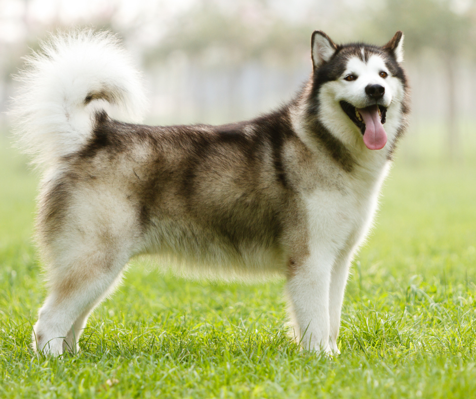 Alaskan Malamute Best Dog Breeds for Hiking Off-Leash