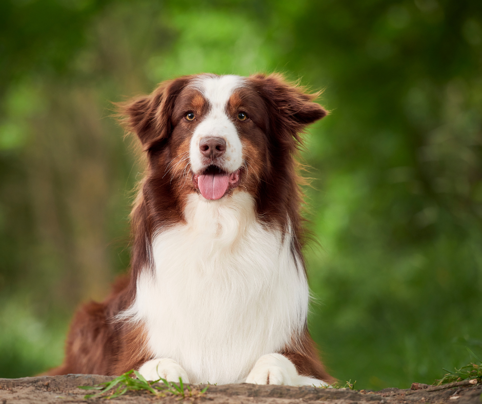 Australian Shepherd Best Dog Breeds for Hiking Off-Leash