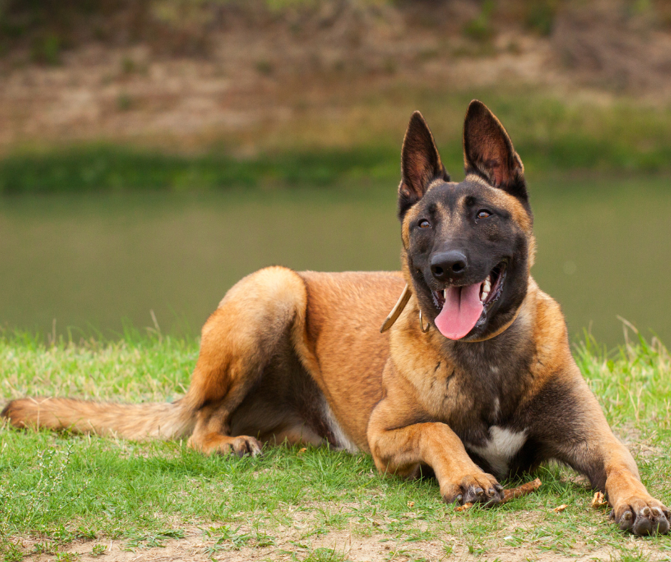 Belgian Sheepdog