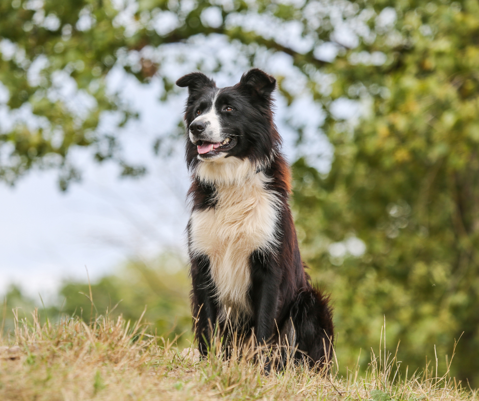 Border Collie Best Dog Breeds for Hiking Off-Leash