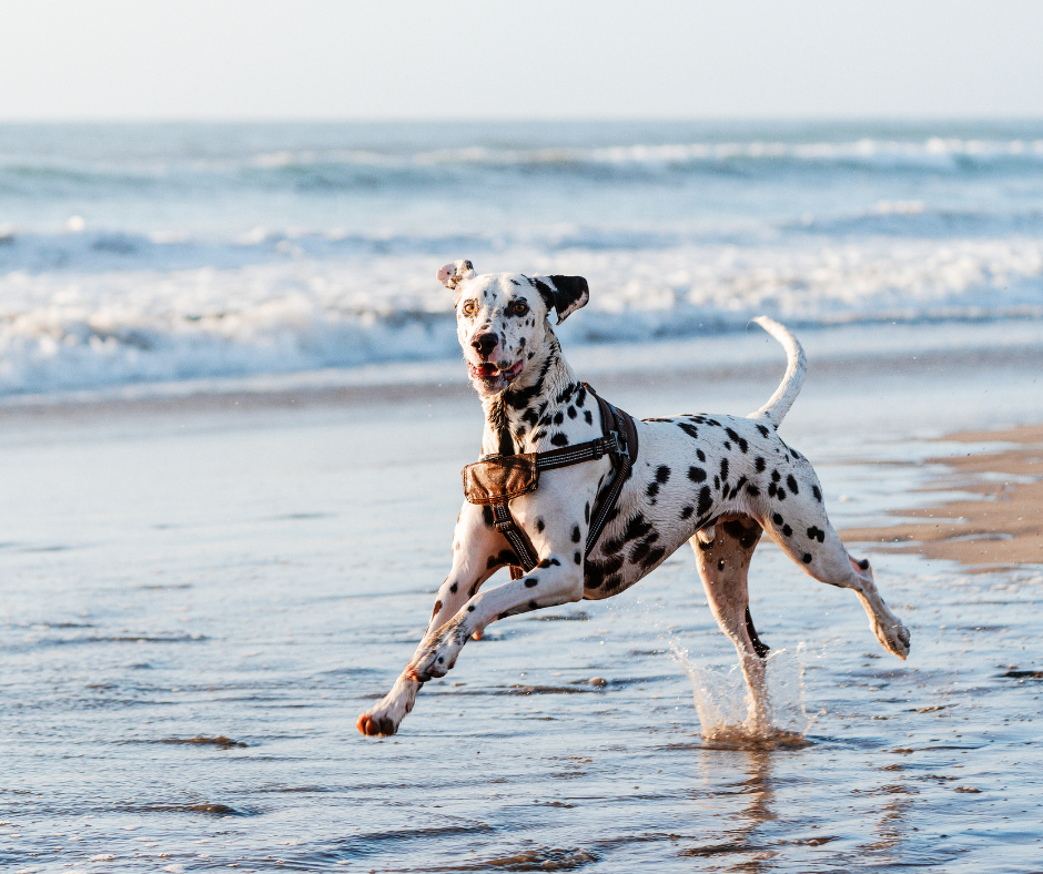 Dalmatian Best Dog Breeds for Hiking Off-Leash