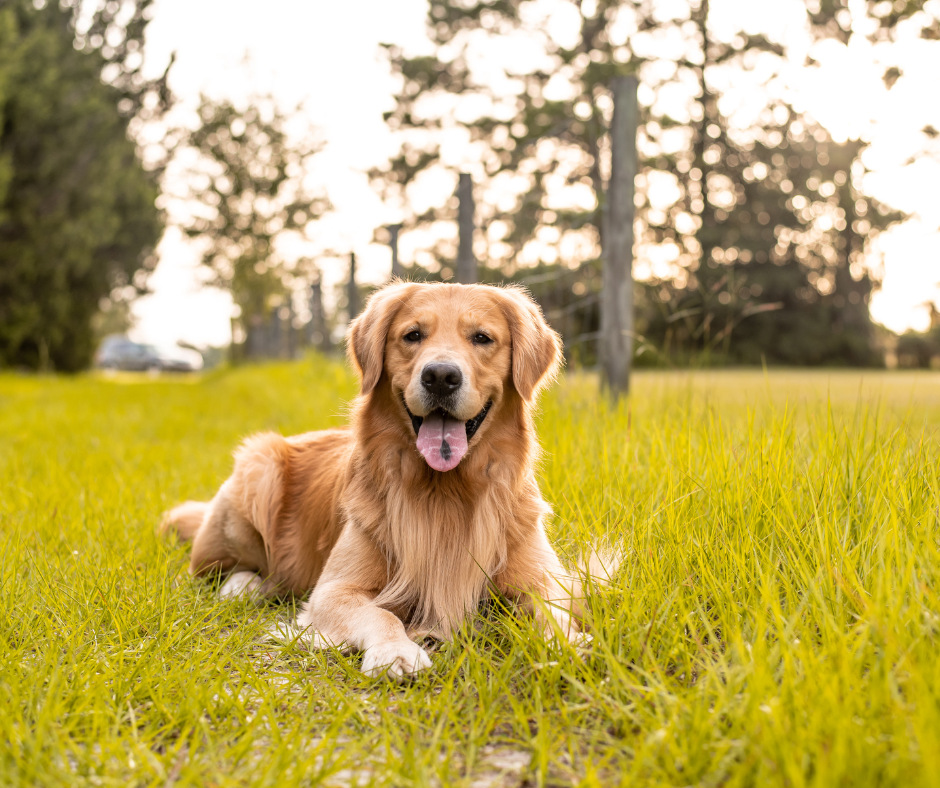 Golden Retriever Best Dog Breeds for Hiking Off-Leash