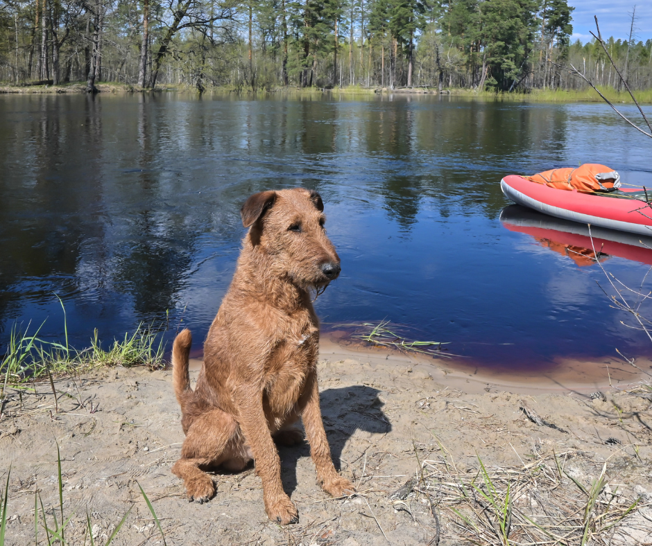 Irish Terrier