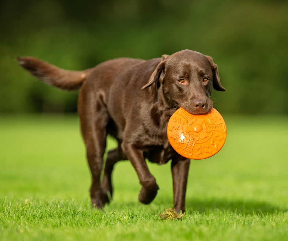 Labrador Retriever Best Dog Breeds for Hiking Off-Leash