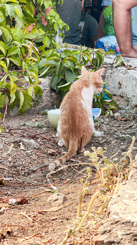 Lindos cats, Rhodes