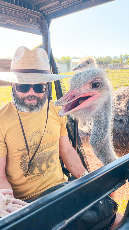 Promised Land Zoo ostrich 10 things to do in Branson