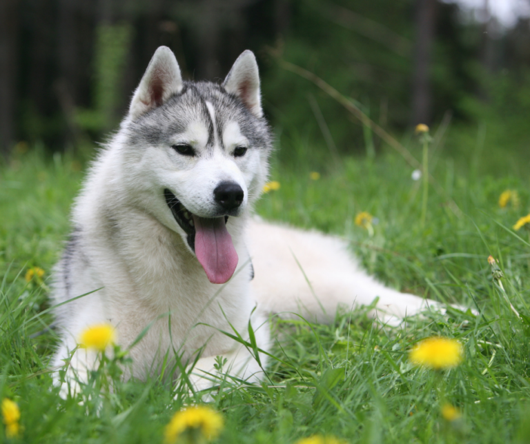 Siberian Husky