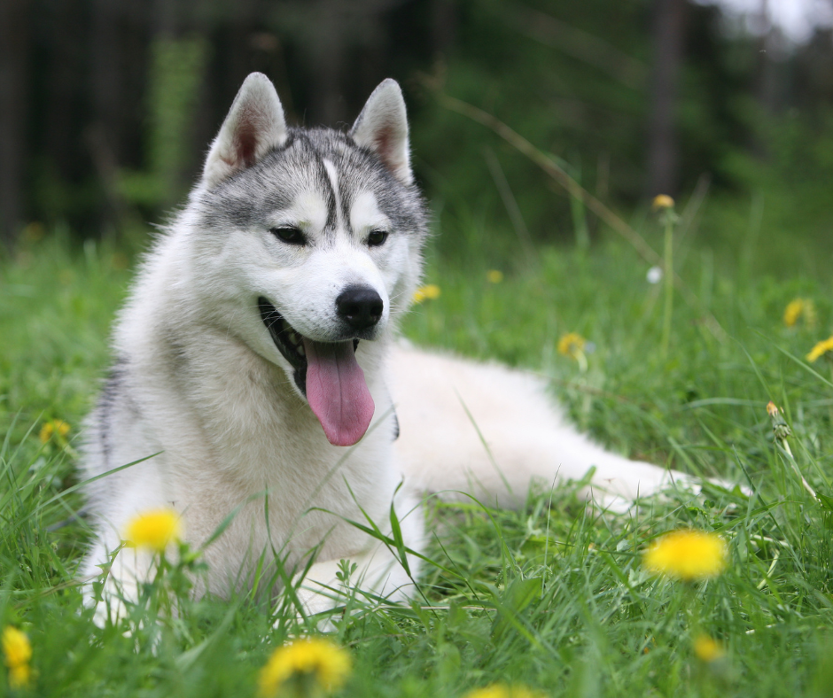 Siberian Husky Best Dog Breeds for Hiking Off-Leash