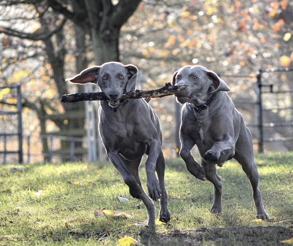 Weimaraner