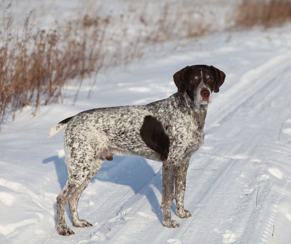 german shorthaired pointer