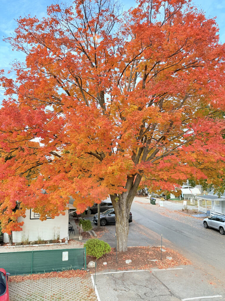 Welcker's Lounge Door County Fall Tree