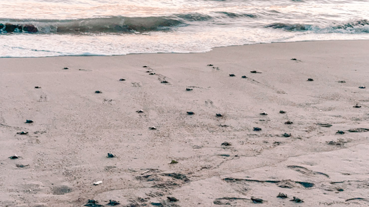 Marriot Puerto Vallarta Turtle Release Close up