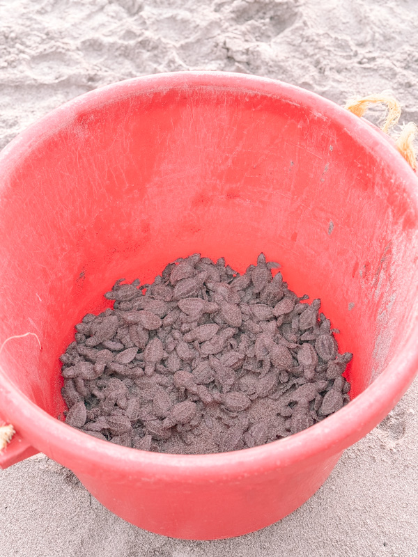 Marriot Puerto Vallarta Turtle Release