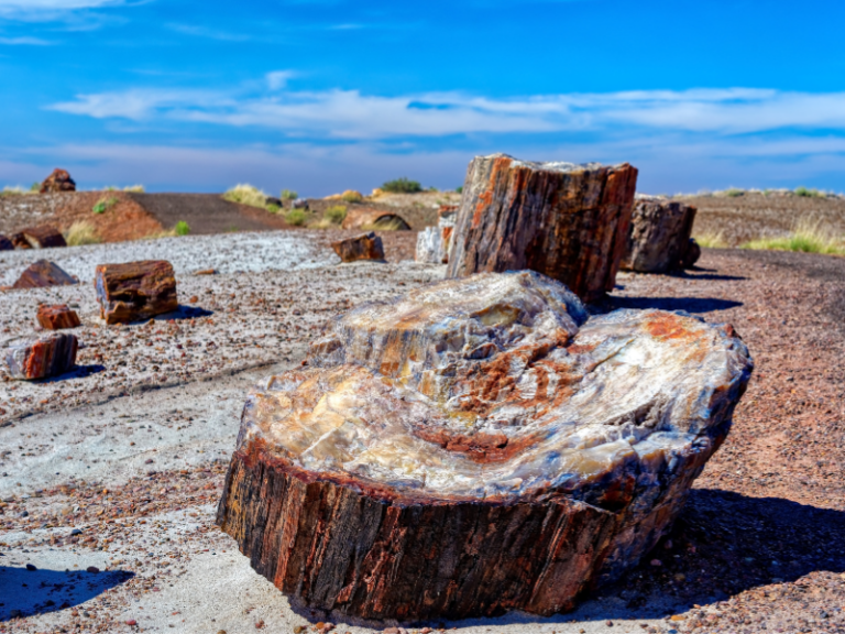 Petrified Wood in the Petrified Forest National Park