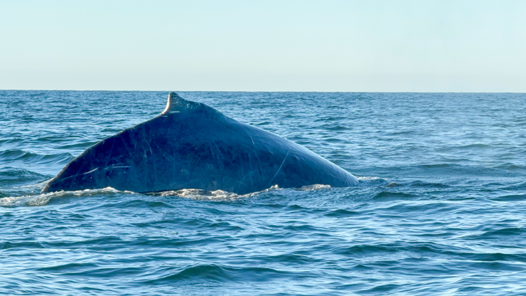 Whale watching in Puerto Vallarta