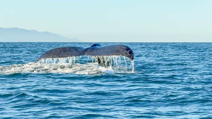 Whale watching in Puerto Vallarta