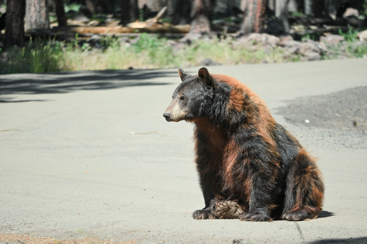 Bearizona Bear on our Arizona Road Trip