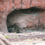Bears Inside Park