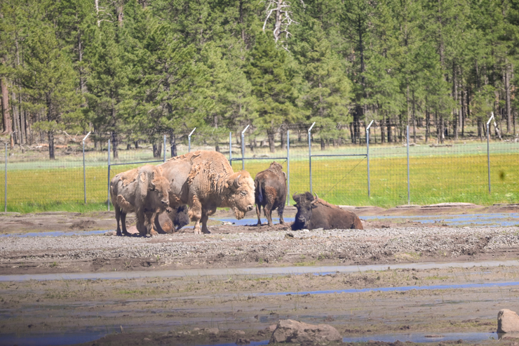 Bearizona Buffalo