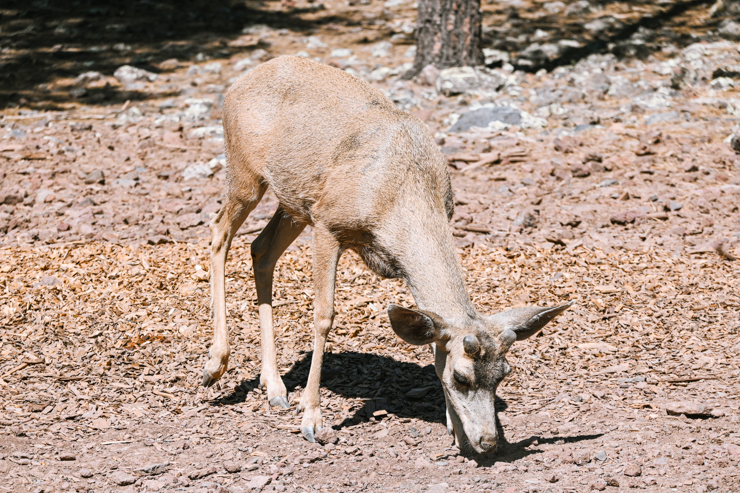 Bearizona Deer