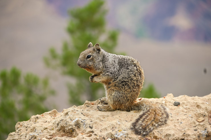 Grand Canyon Squirrel 2