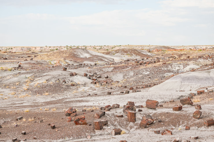 PETRIFIED FOREST