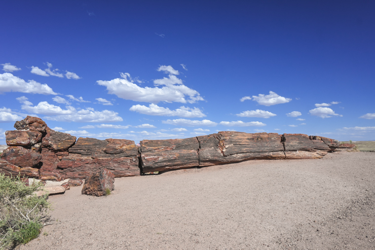 Petrified Forest