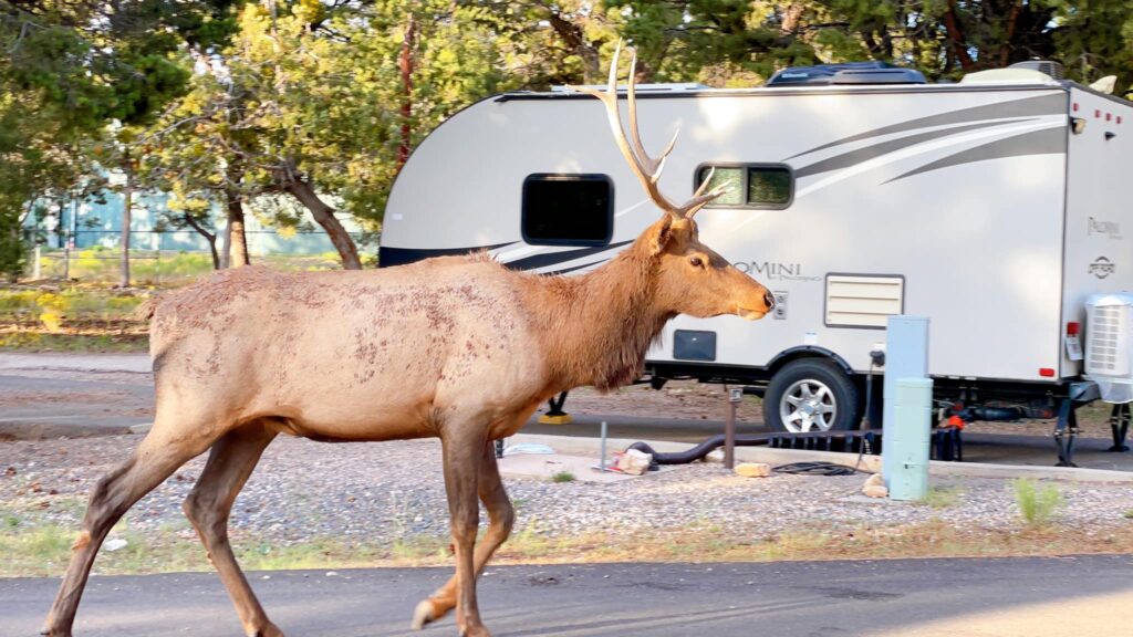 elk at Trailer Village RV Park campsite