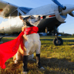 Travel Tips for Flying with Your Pet
