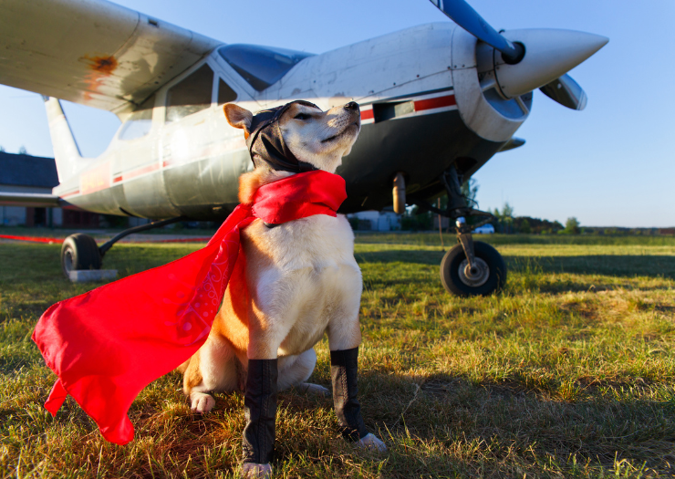 Travel Tips for Flying with Your Pet