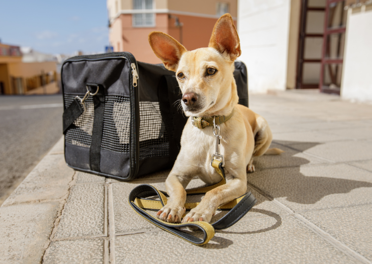 Travel Tips for Flying with Your Pet